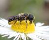 Heriades sp.